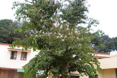 Bauhinia variegata